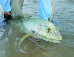 Golden Trevally are just one of the many species caught over the Weipa Fishing Classic weekend.